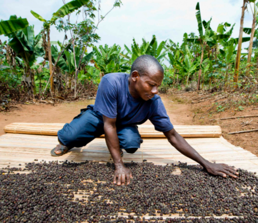 Trabajador de secado de granos en cafetal de Kagera