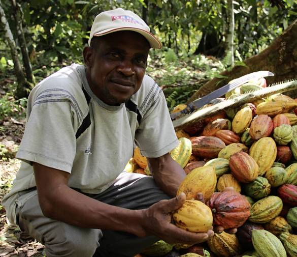 Cacao Ecológico De Comercio Justo Cameroon Cocoa Ecolectia