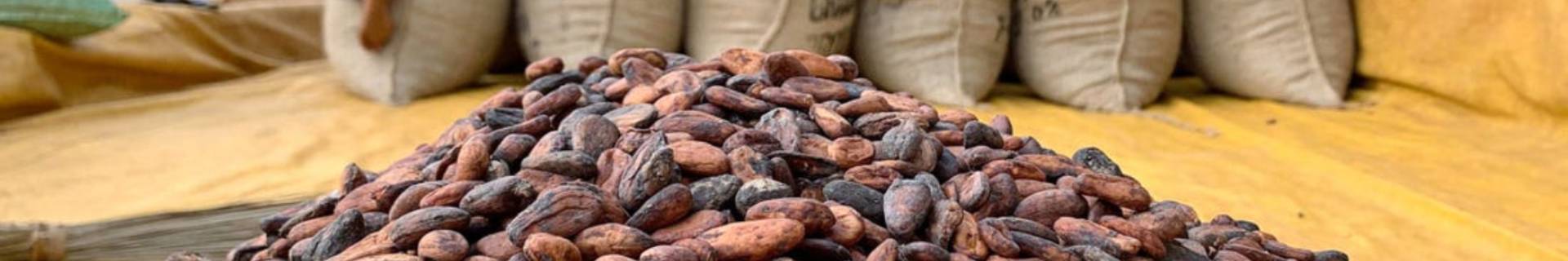 Selection of sustainable fair trade cocoas - ECOLECTIA